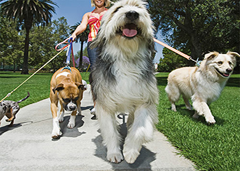 Pet Services