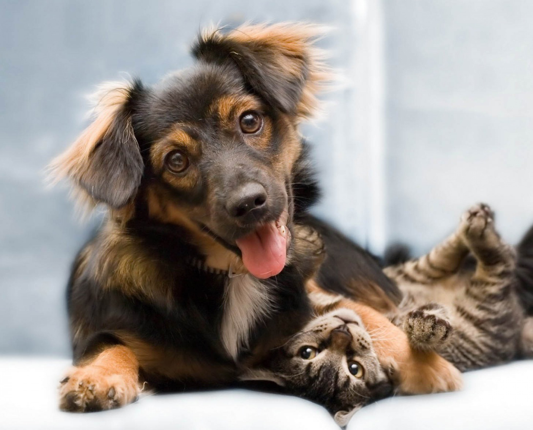 Premier pet best sale sitting