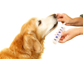 Cave Creek Pet Services