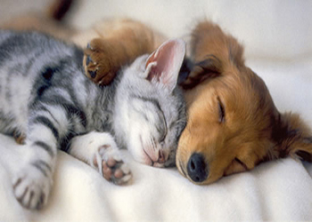 Pet Sitters 
